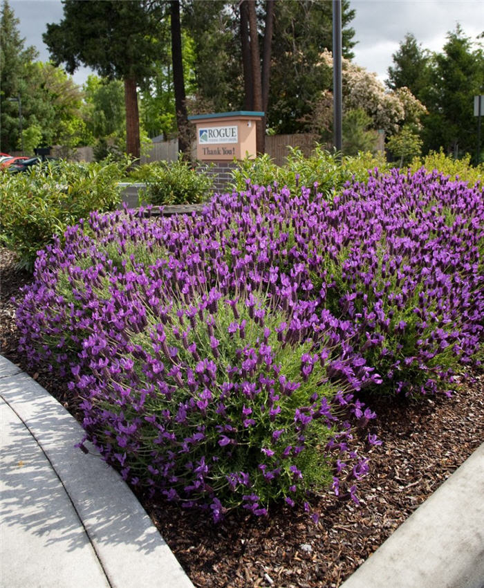 Spanish Lavender