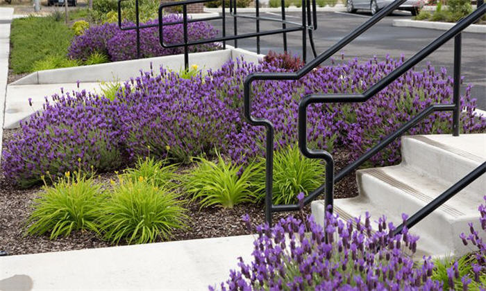Plant photo of: Lavandula stoechas