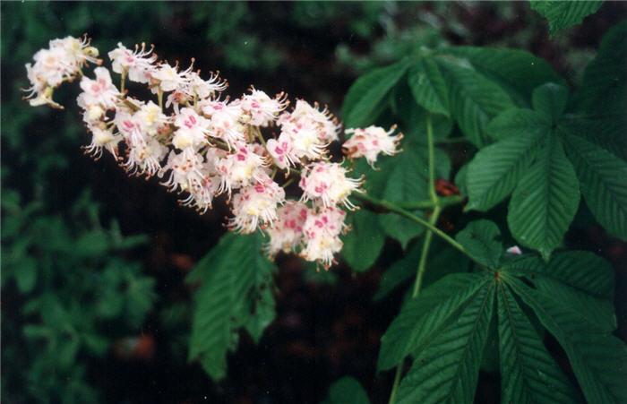 Aesculus hippocastanum