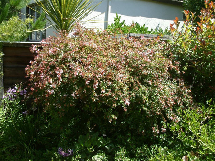 Glossy Abelia