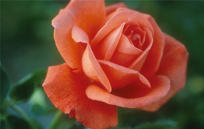 Rosa 'Tropicana'