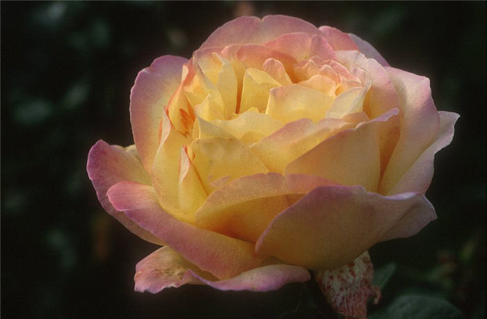Rosa 'Peace'