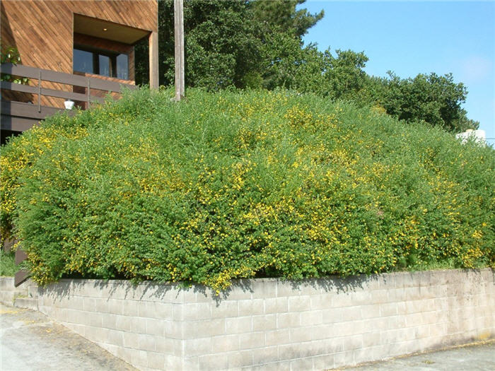Genista spachiana