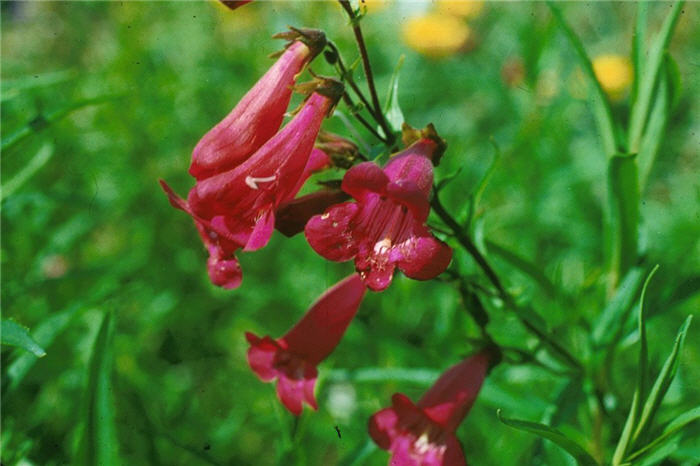 Cherry Glo Garden Penstemon