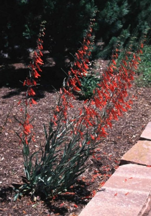 Penstemon barbatus