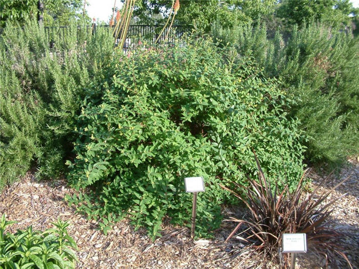 Hypericum X moserianum
