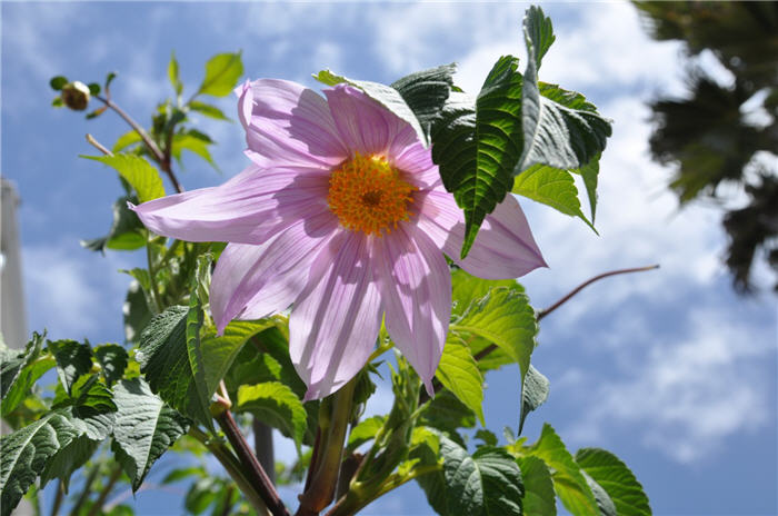 Tree Dahlia, Bell or Candelabra Dah