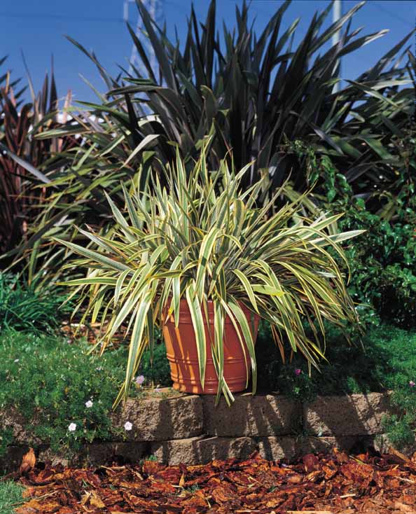 Phormium cookianum 'Tricolor'