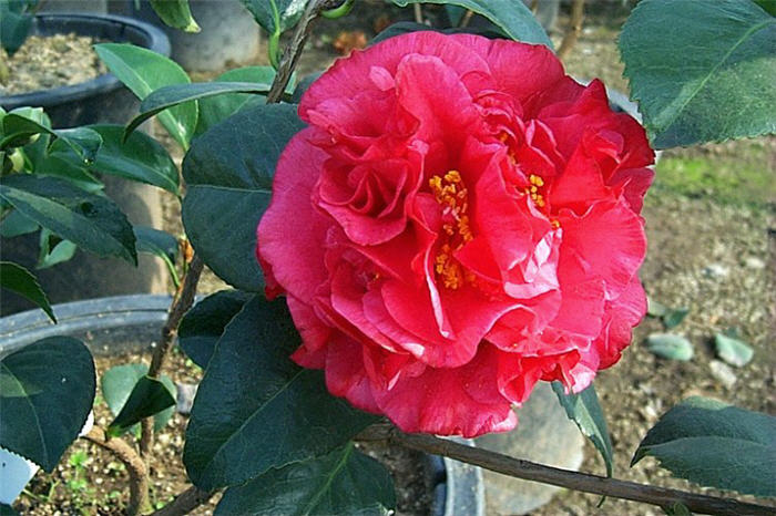 Camellia japonica 'Kramer's Supreme'