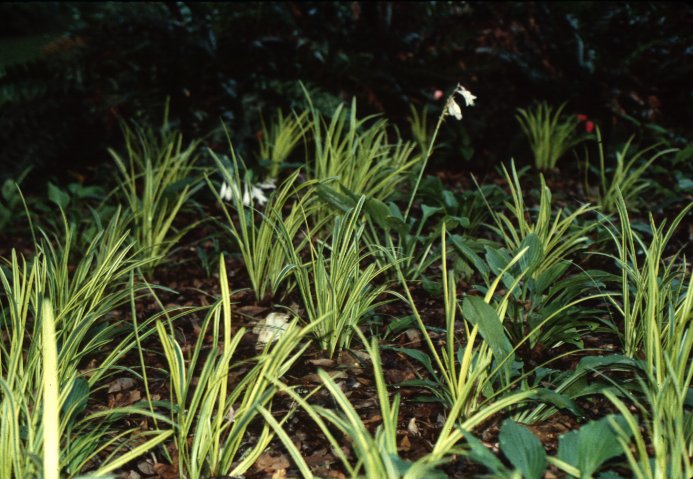Liriope muscari 'Variegata'