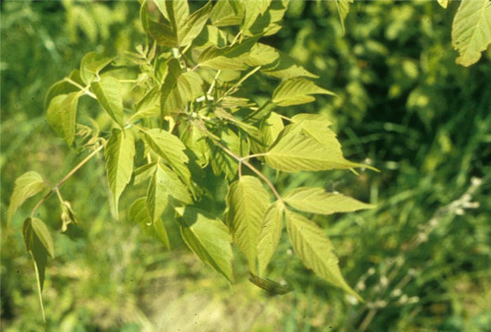 Plant photo of: Acer negundo