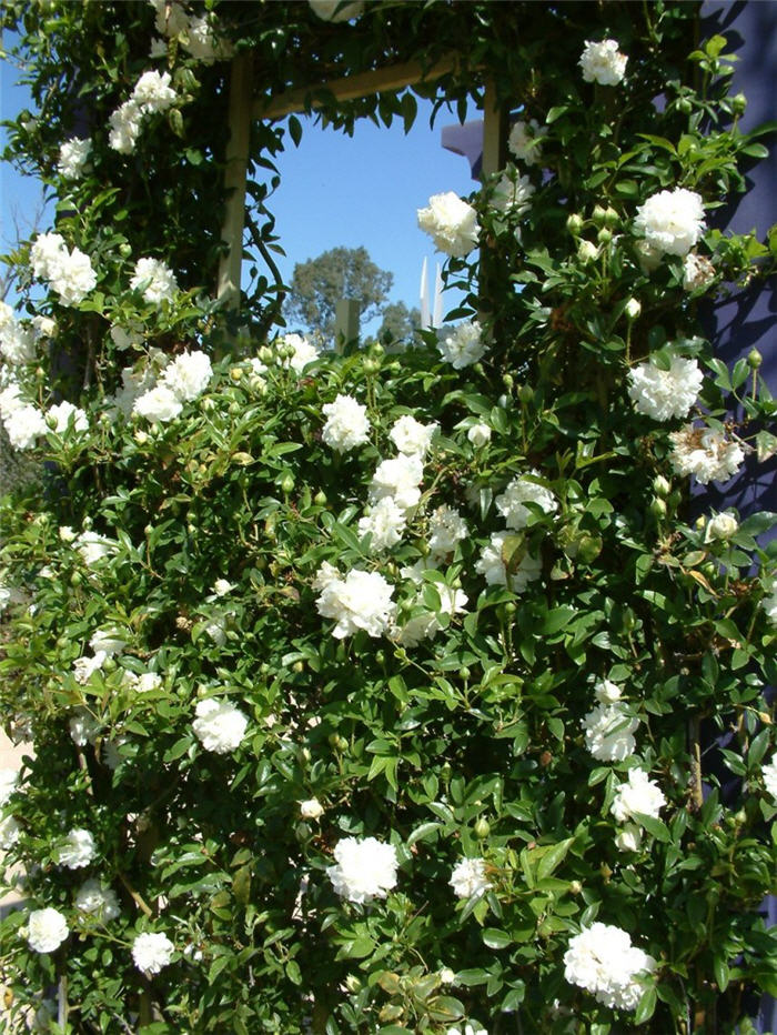 Rosa banksiae 'Alba Plena'