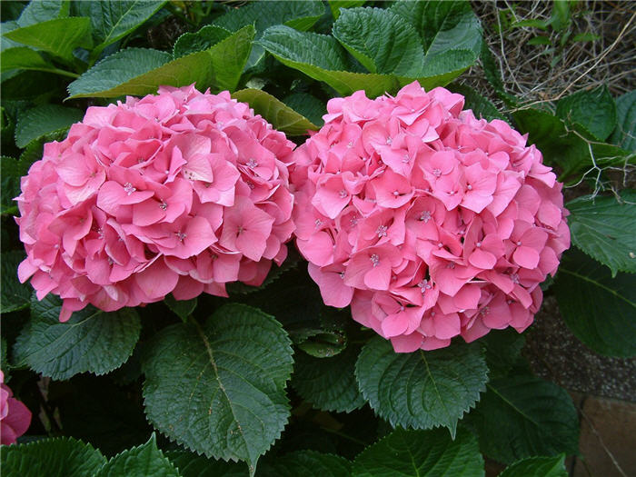 Hydrangea macrophylla 'Pink 'n Pretty'