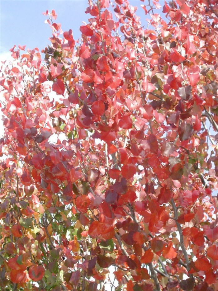 Plant photo of: Pyrus calleryana 'Bradford'
