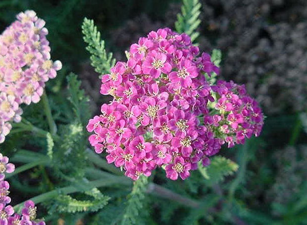 Achillea 'Heidi'