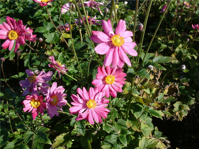 Anemone X hybrida 'Margarete'