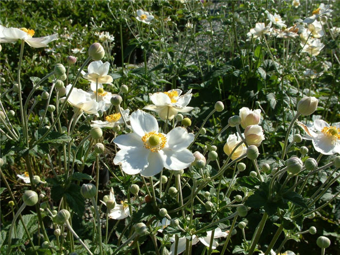 Plant photo of: Anemone X hybrida 'Honorine Jobert'