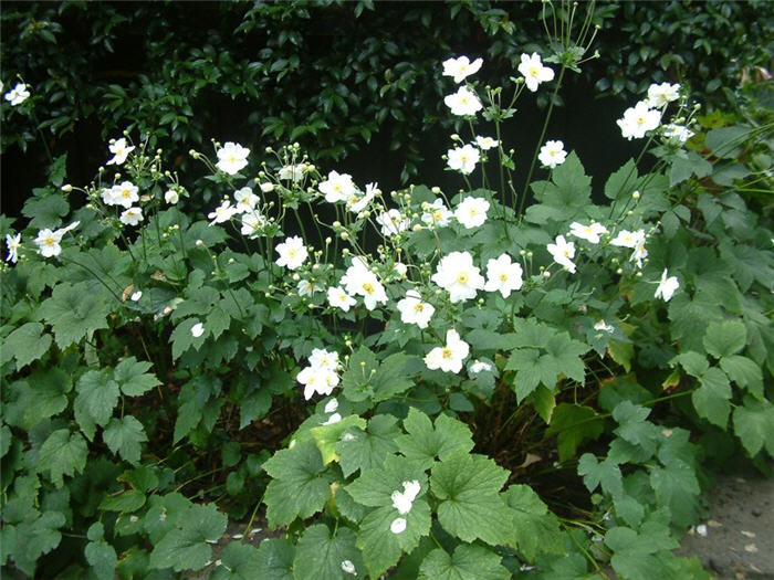 Anemone X hybrida 'Alba'