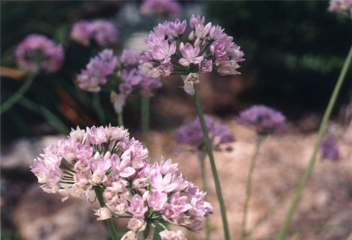 Allium senescens