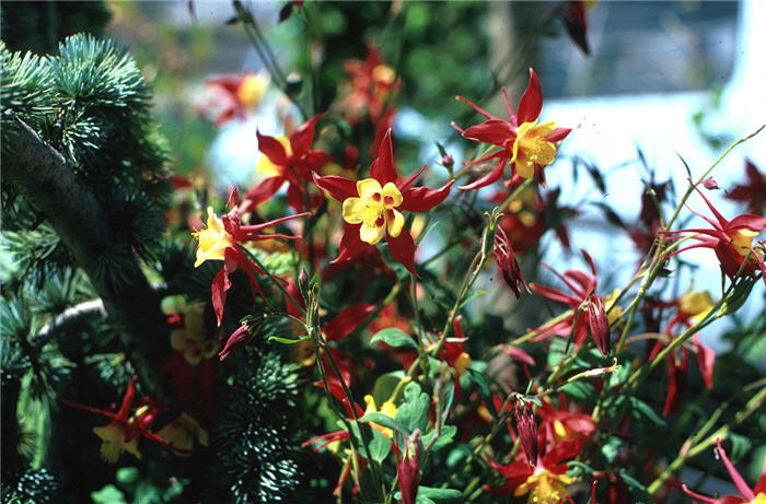 Aquilegia hybrids