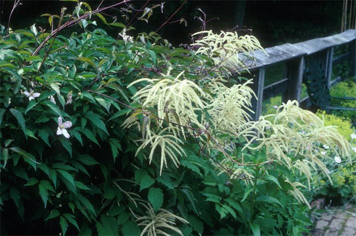 Aruncus dioicus