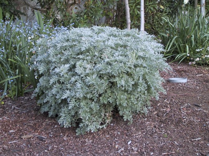 Artemisia lactiflora