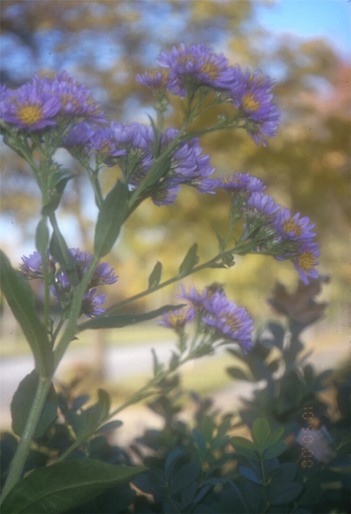 Aster tataricus
