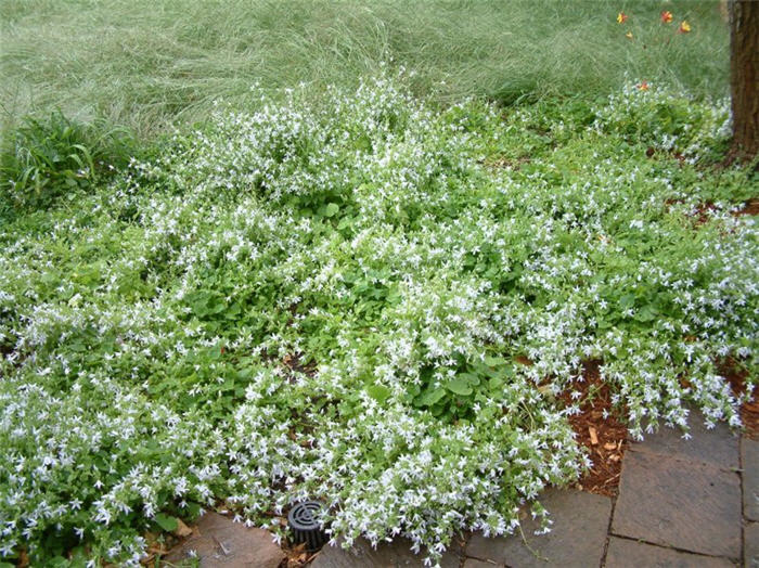 Campanula carpatica