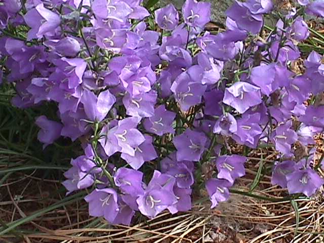 Campanula persicifolia