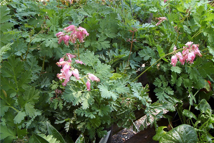 Dicentra 'Luxuriant'