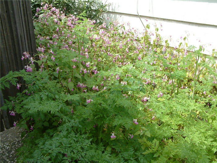 Dicentra spectabilis