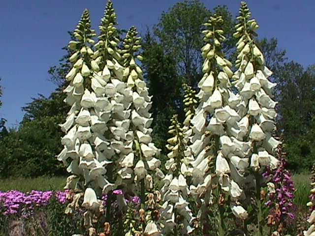 Digitalis grandiflora