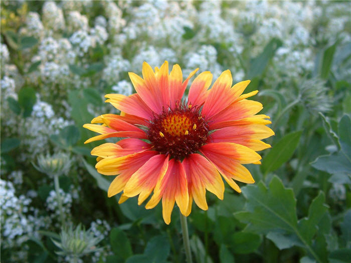 Gaillardia X grandiflora