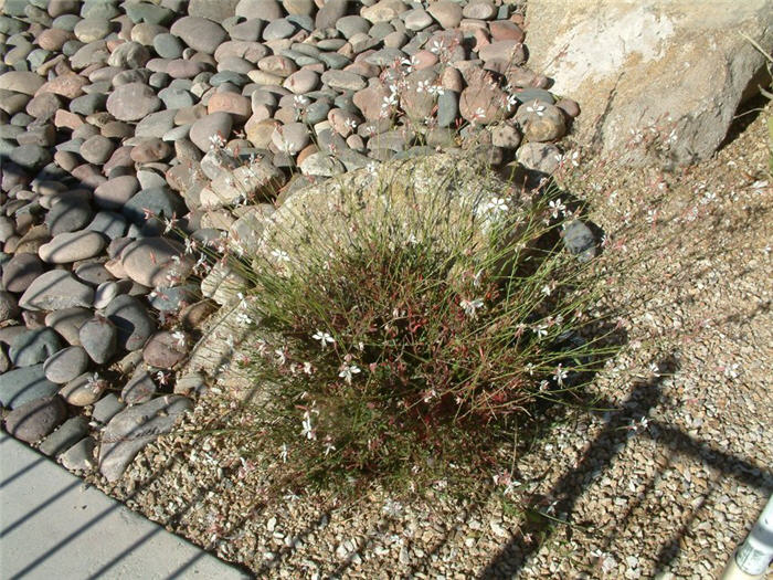 Gaura lindheimeri