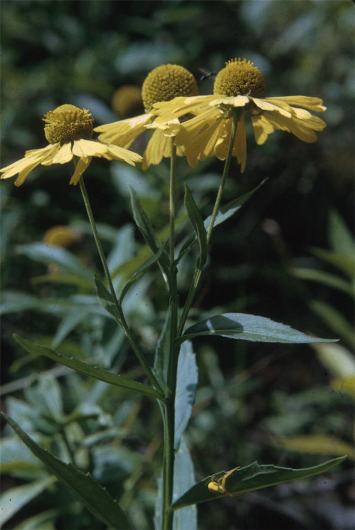 Helenium autumnale