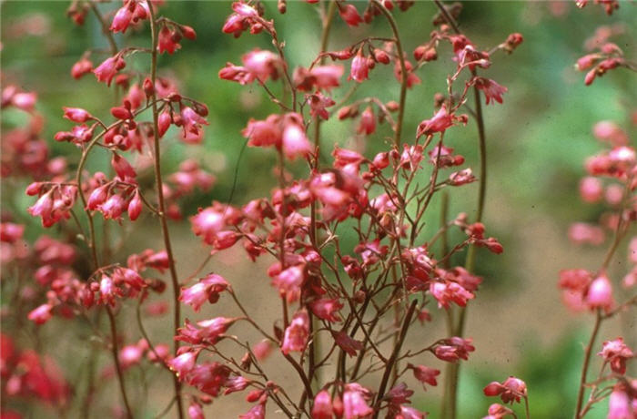 Plant photo of: Heuchera sanguinea