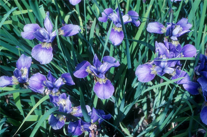 Iris sibirica