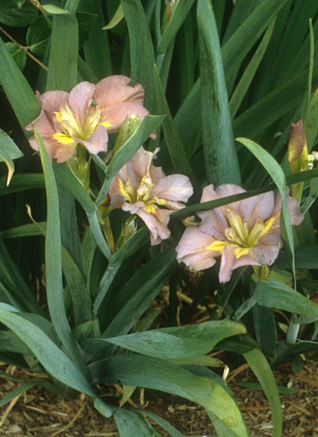 Louisiana Iris