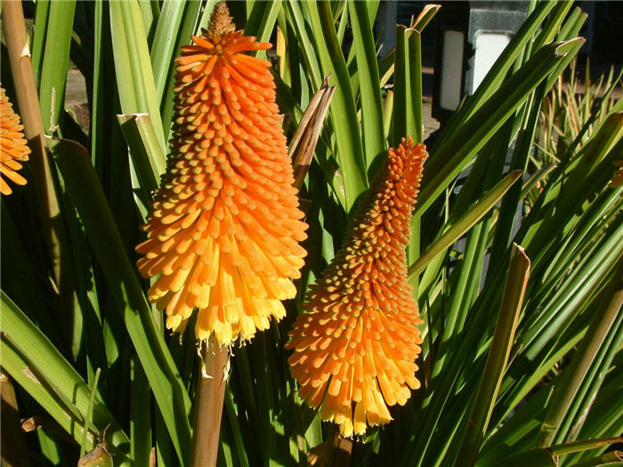 Kniphofia hybrids