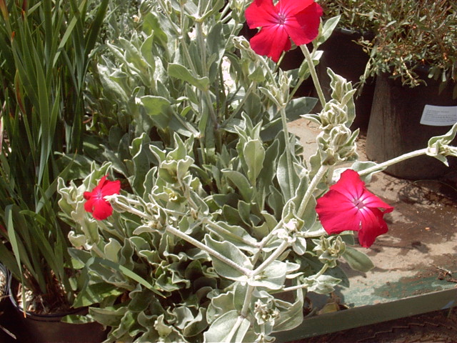Lychnis chalcedonica
