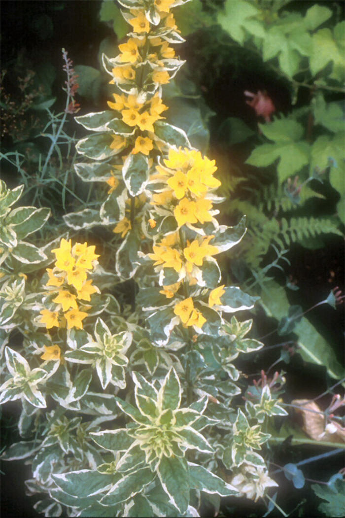 Lysimachia punctata