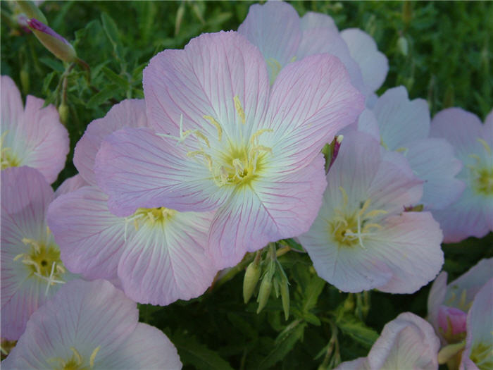 Mexican Evening Primrose