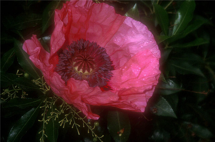 Papaver orientale
