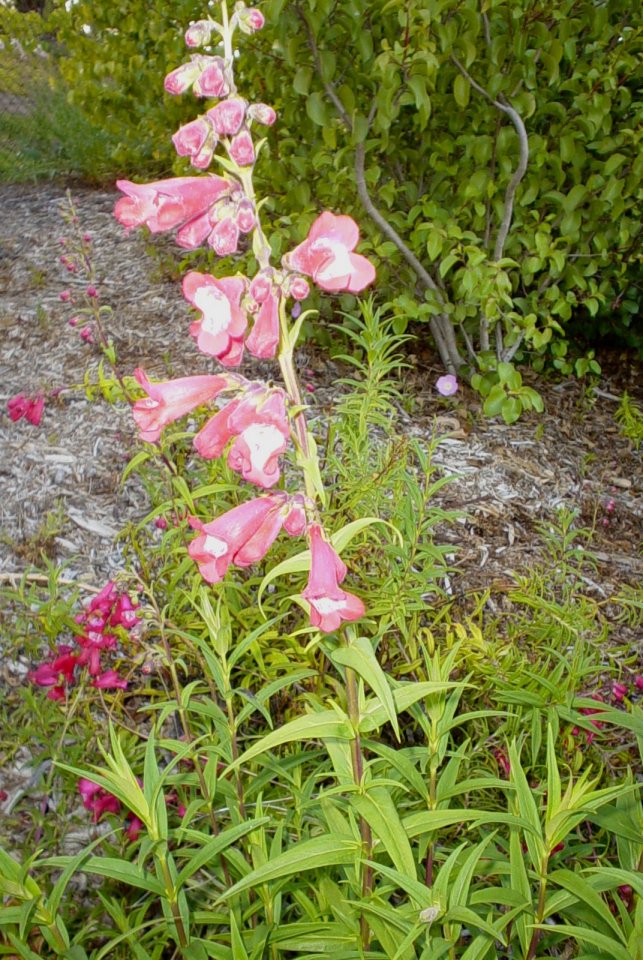 Penstemon hybrids (assorted)