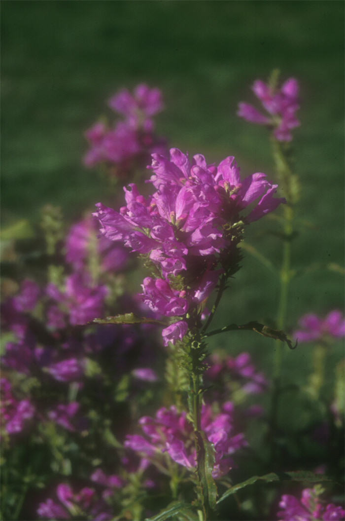 Physostegia virginiana