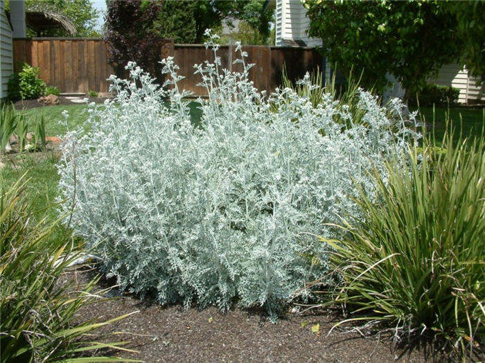 Senecio cineraria