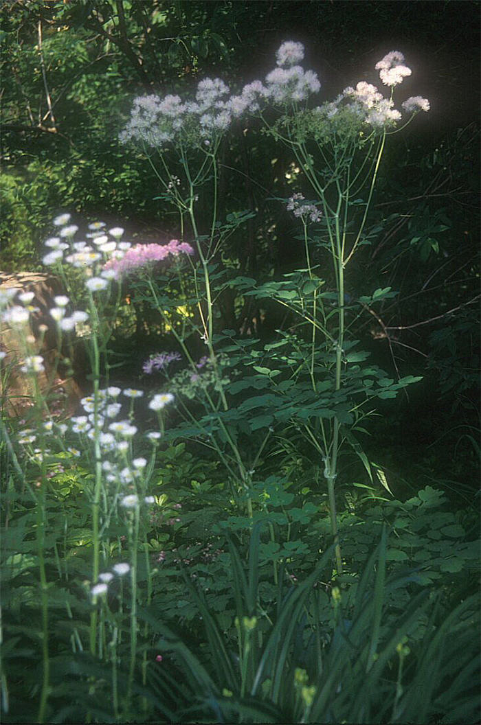 Columbine Meadow Rue