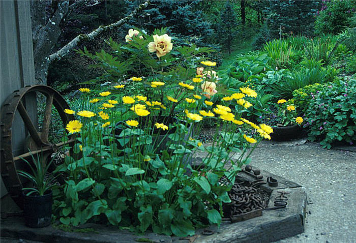 Doronicum cordatum