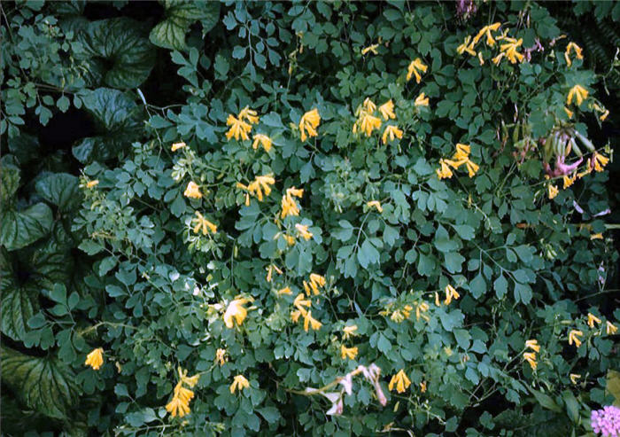 Corydalis lutea