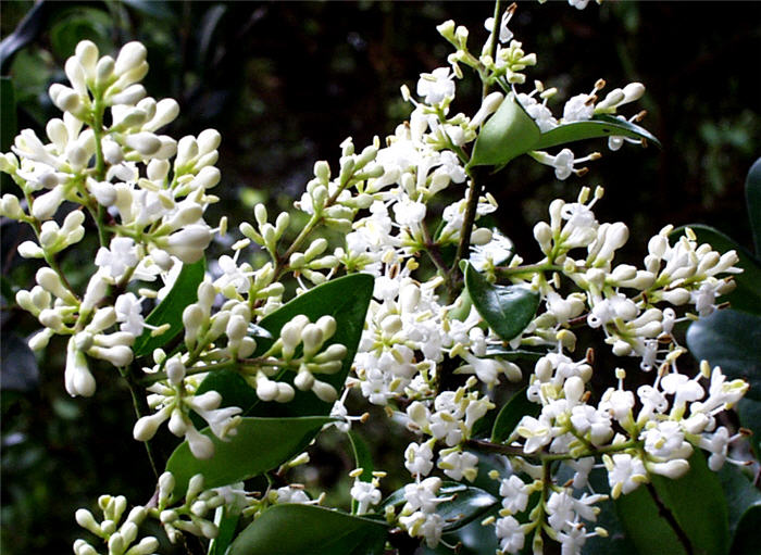 Ligustrum japonicum
